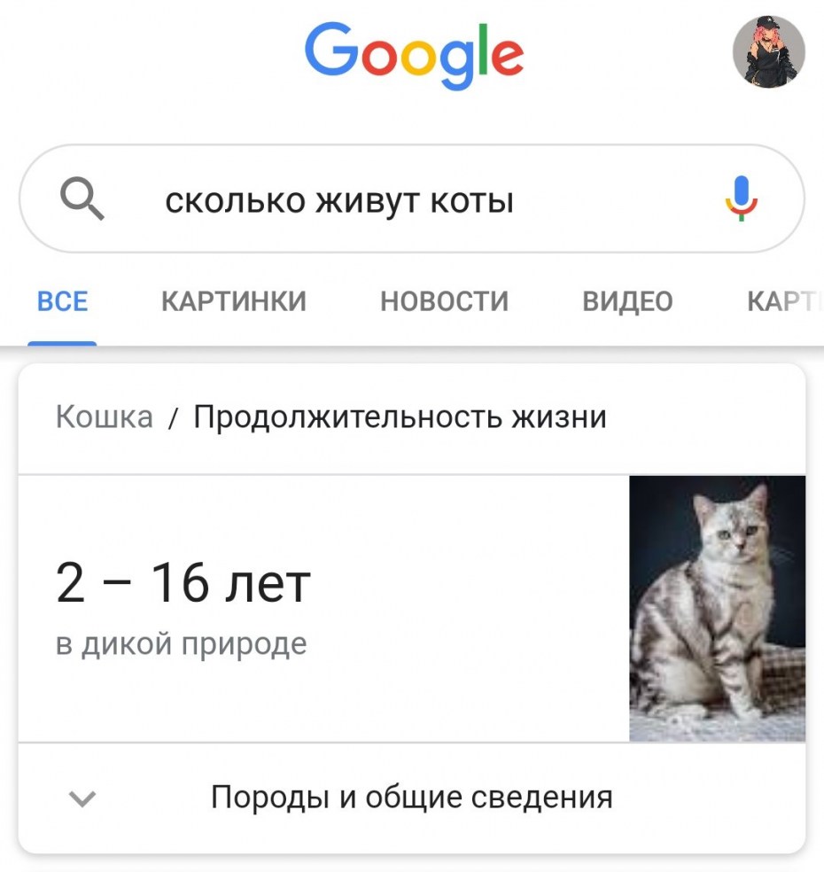 Сколько может прожить кот