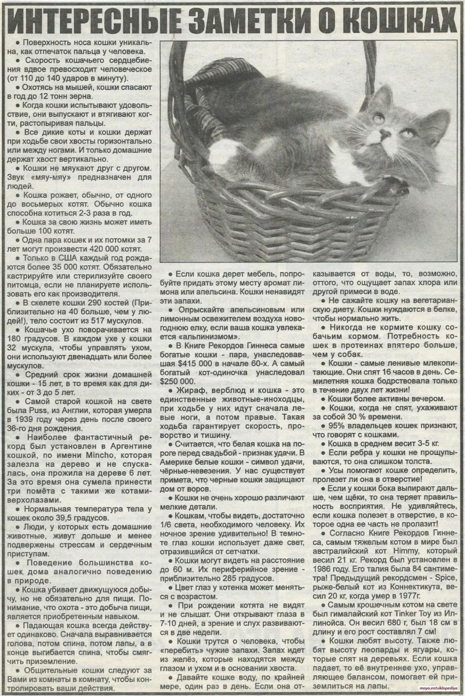 Продолжительность жизни кота