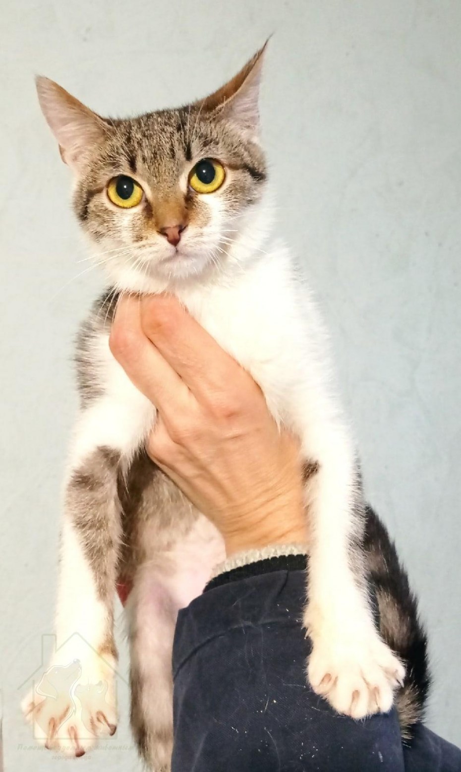 Кошки 3 года фото