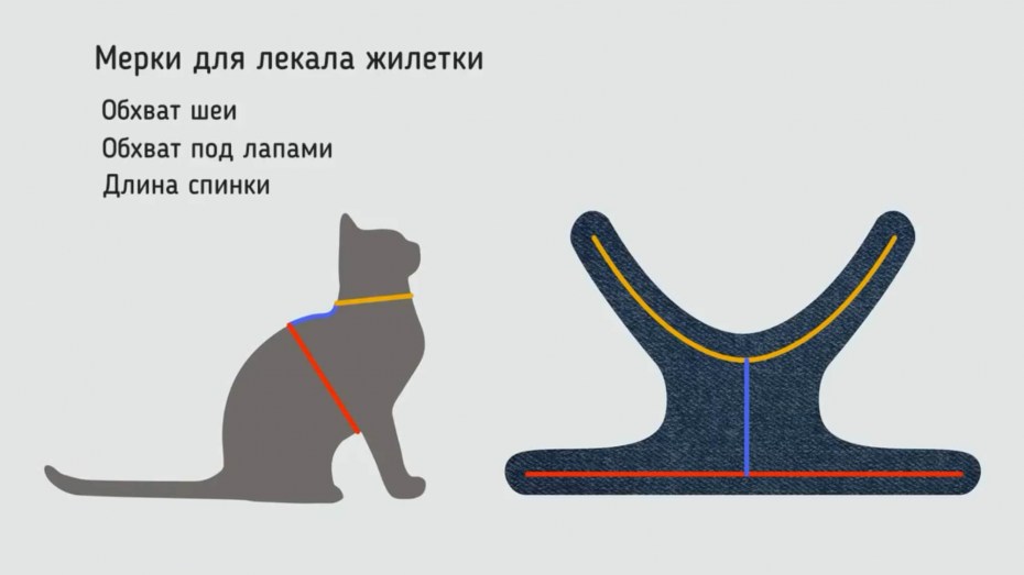 Самый маленький кот в мире