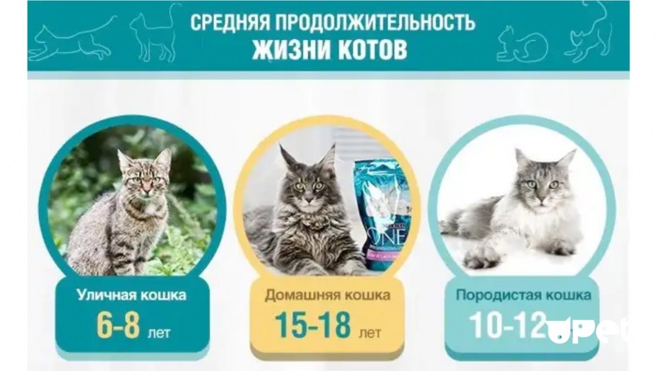 Средняя Продолжительность жизни котов