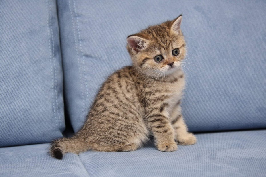 Окрас tabby окрас кошек
