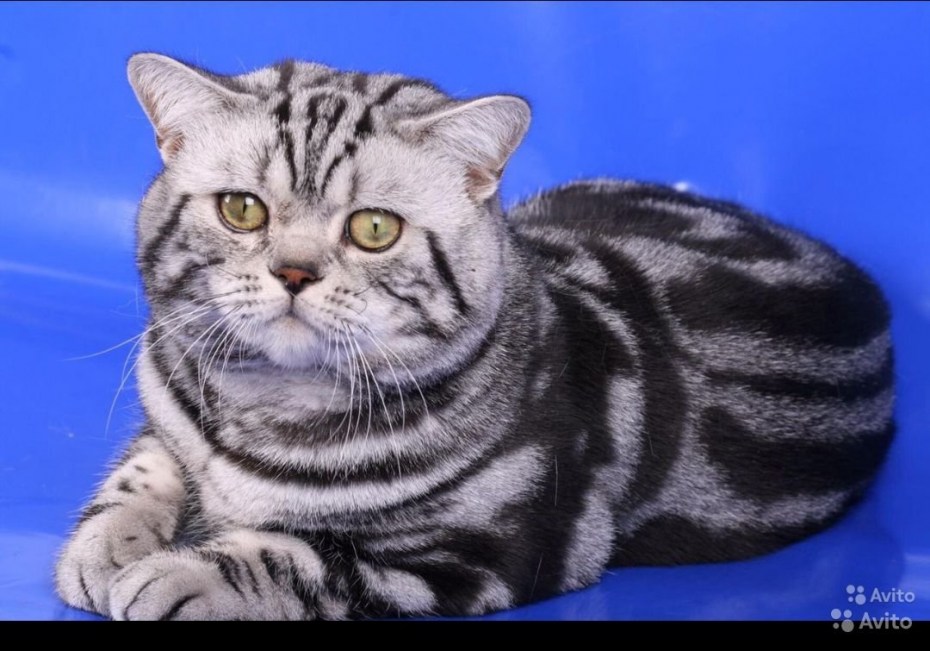 Европейская короткошерстная кошка