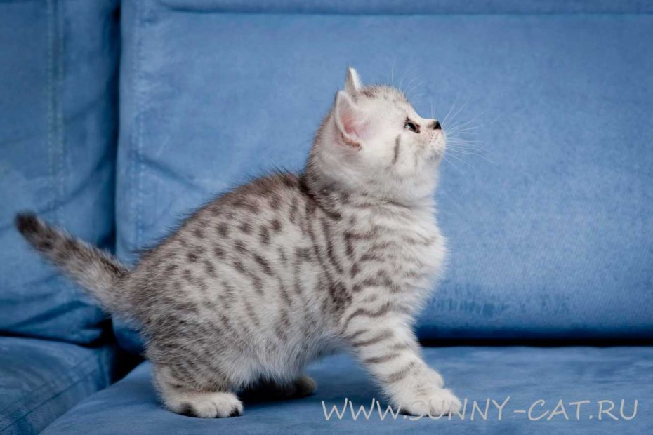 Агути табби кот