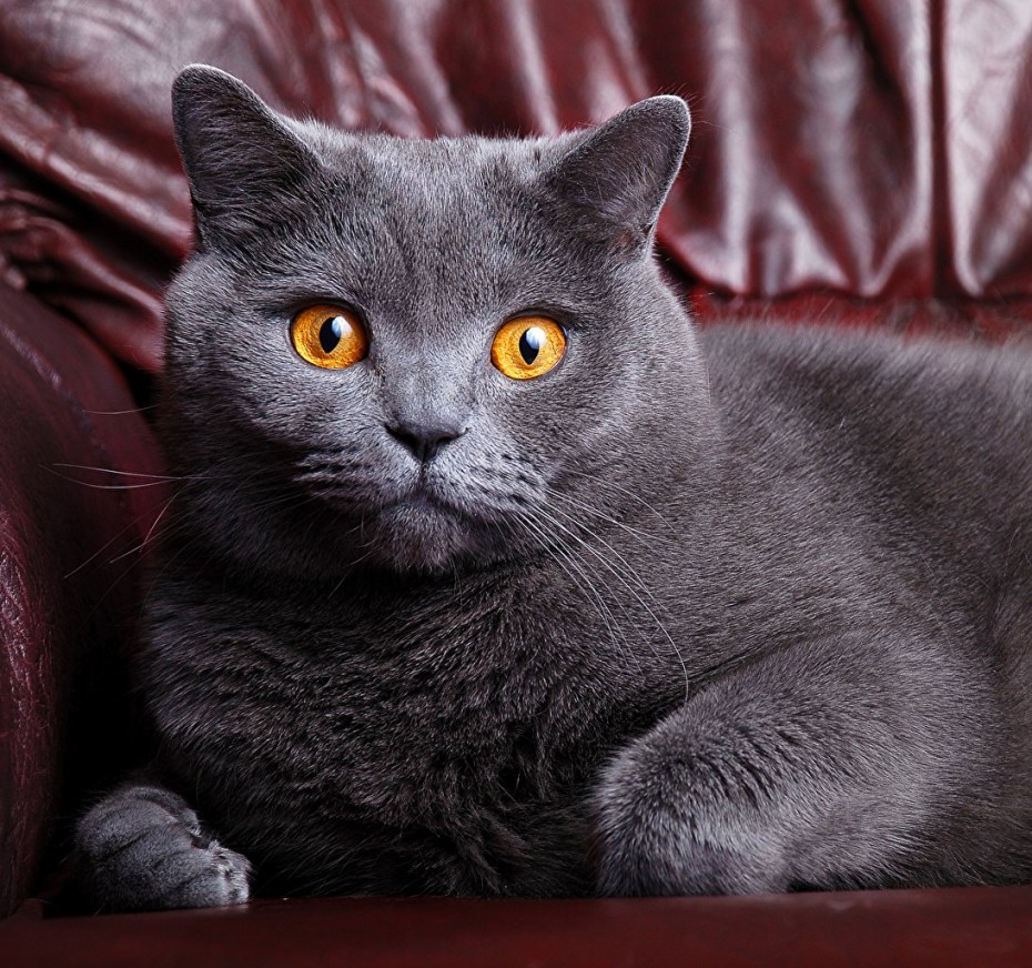 Летний кот
