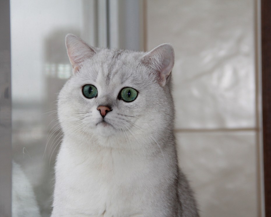 Бурмилла шиншилла