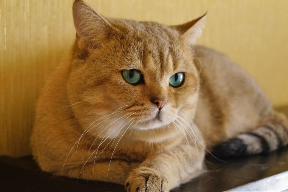 Шартрез или Корат