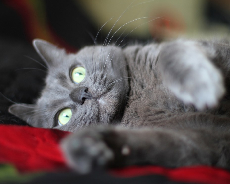 Британская кошка Золотая шиншилла