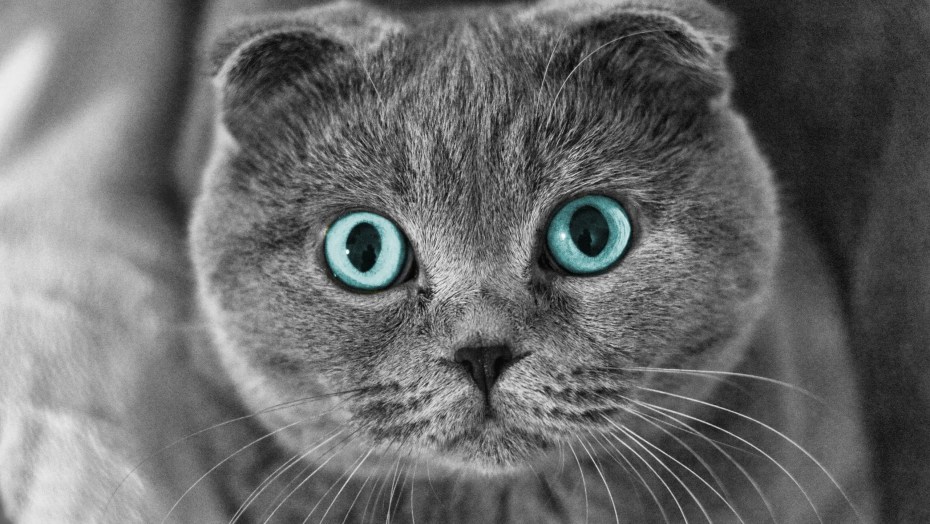 Шотландская вислоухая кошка серая