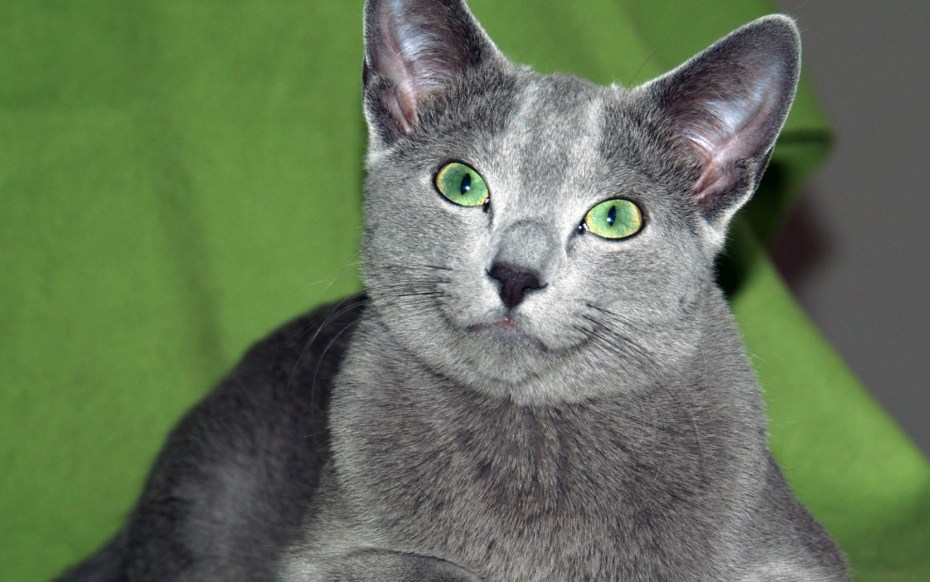 Сибирский голубая кошка короткошерстная