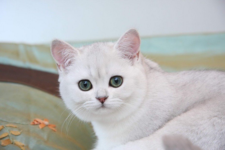 Британская кошка белая