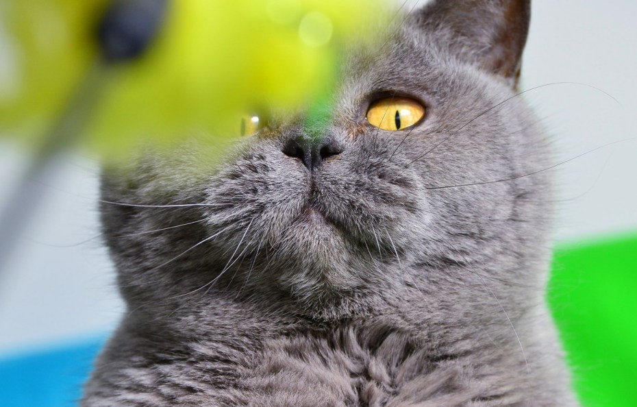 Шотландский вислоухий кот голубой