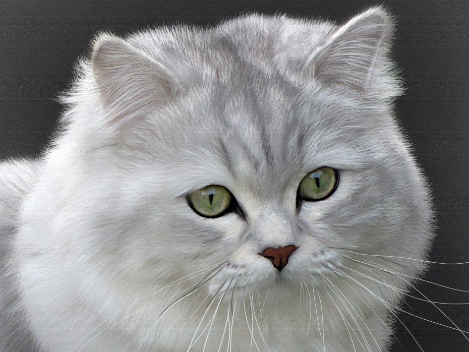 Кошка породы Корат кот британец