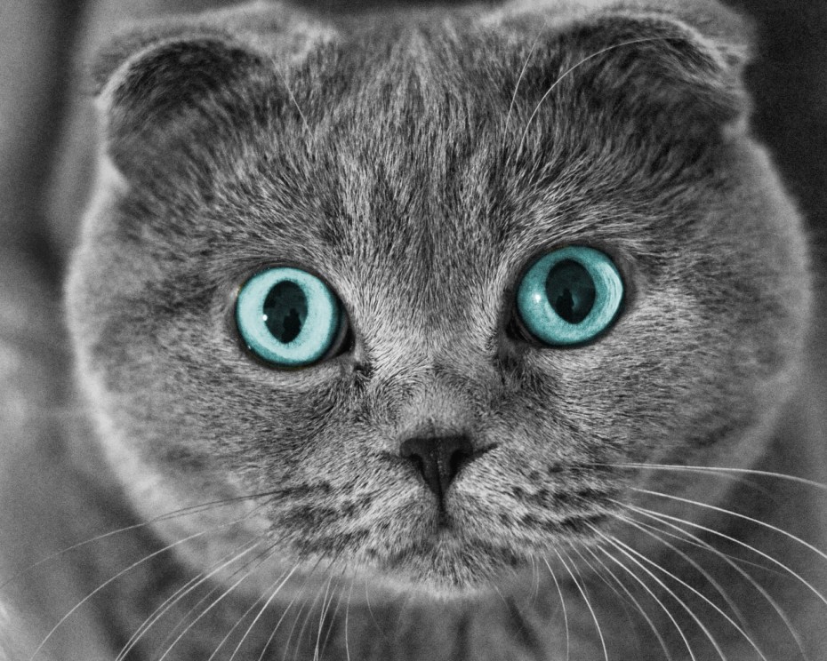 Скоттиш фолд Хосико