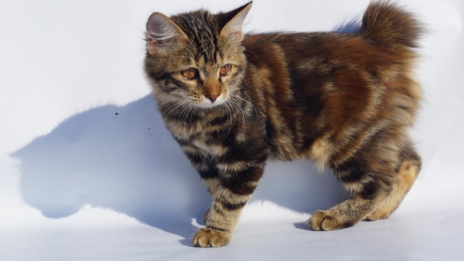 Дикая Норвежская Лесная кошка
