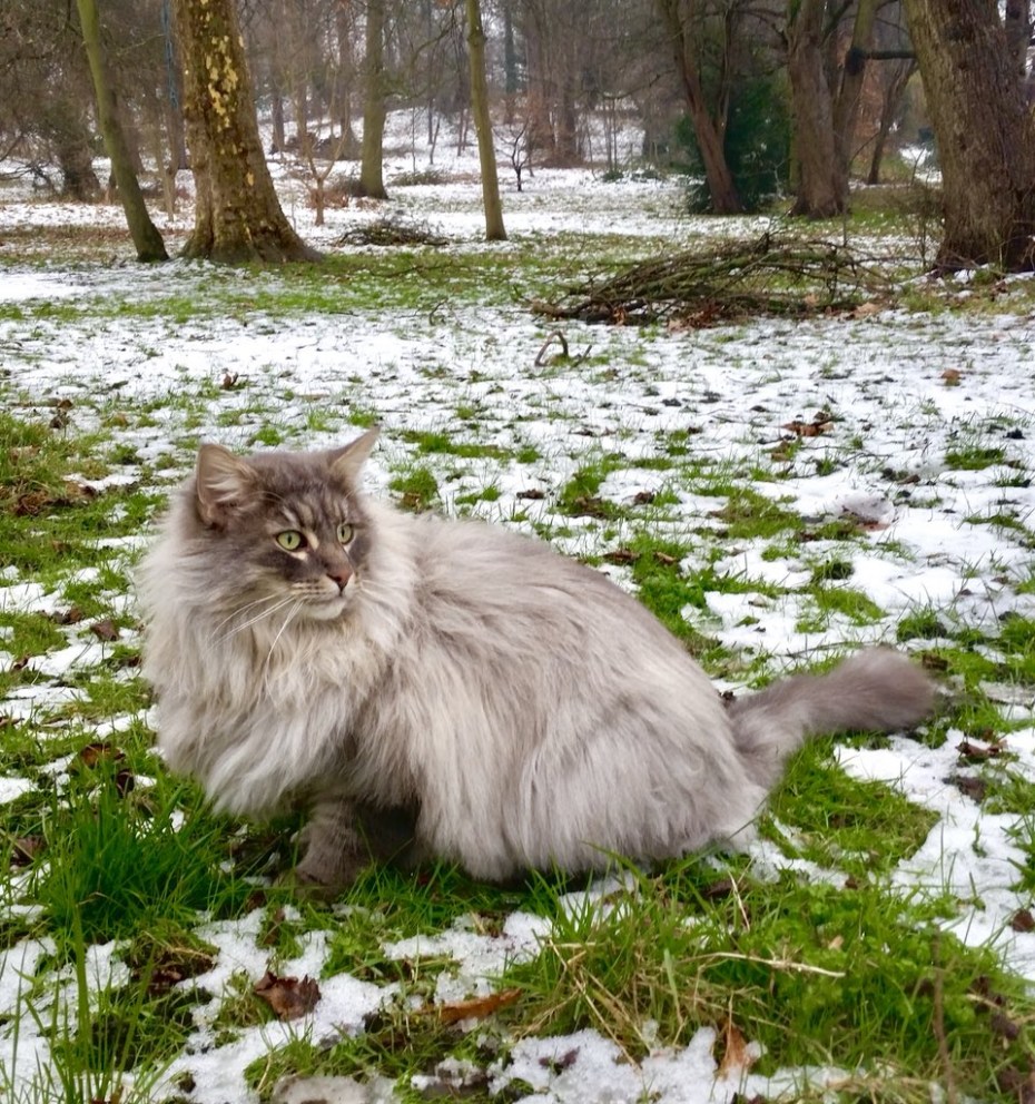 Норвежская длинношерстная Лесная кошка