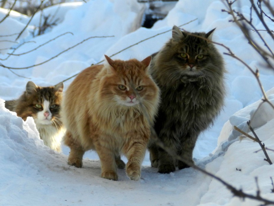 Норвежская Лесная кошка Калико