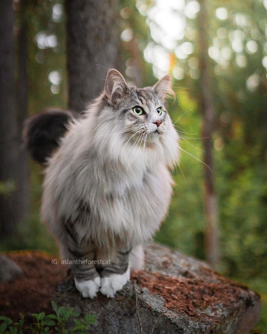 Кот породы Норвежская Лесная