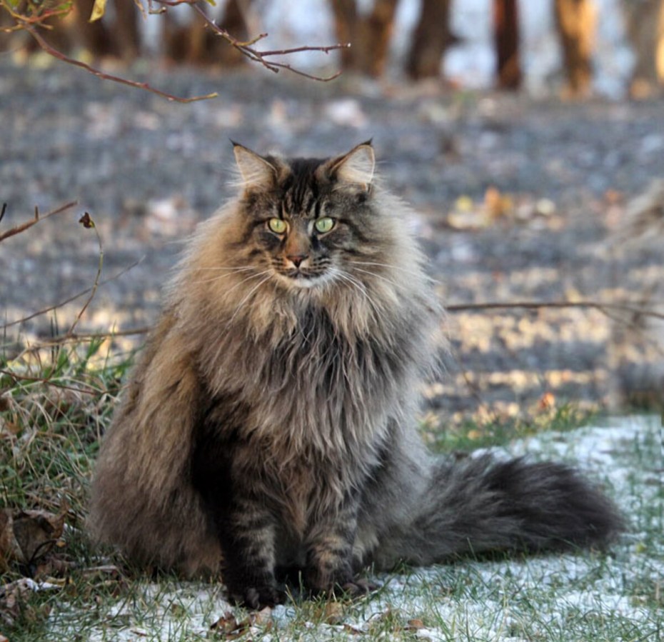 Норвежская длинношерстная Лесная кошка