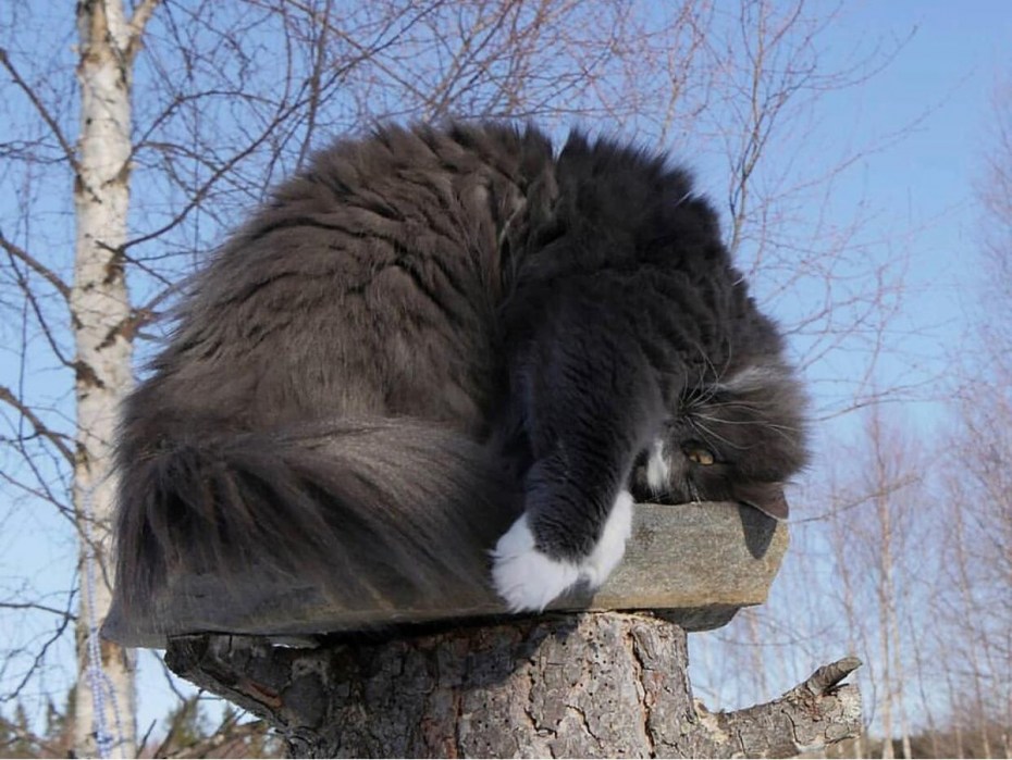 Финская Лесная кошка