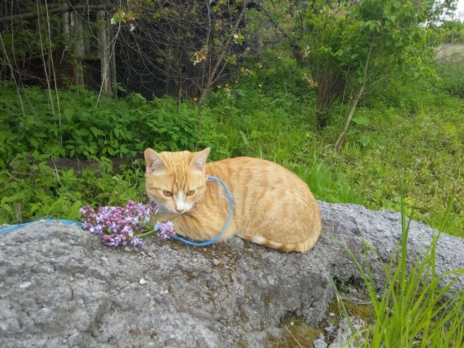 Финская Лесная кошка