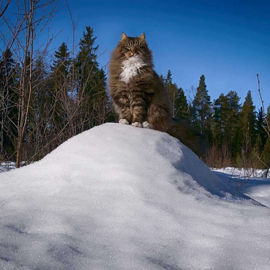 Сибирская Лесная кошка серая