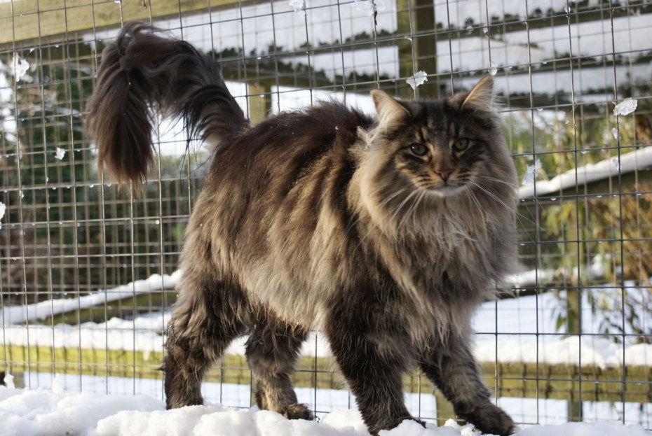 Норвежская Лесная кошка черная