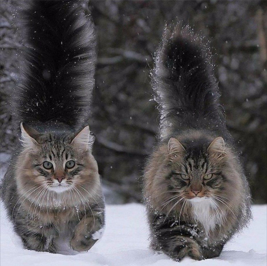 Бельгийская Лесная кошка