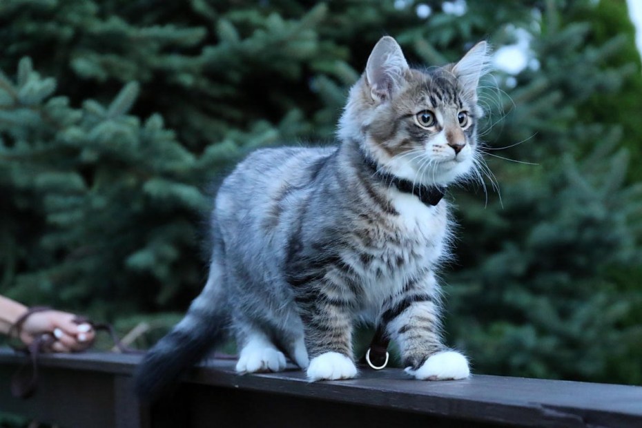 Лесной кот Мейн кун