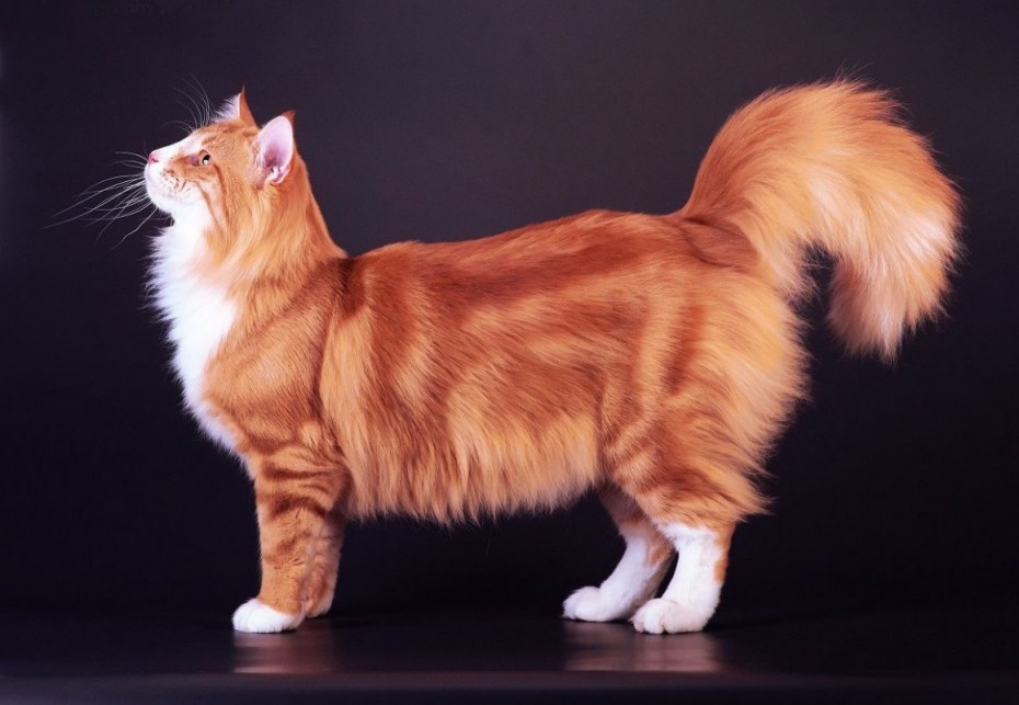 Сибирская кошка полосатая