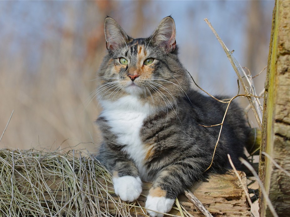 Норвежские Лесные котята