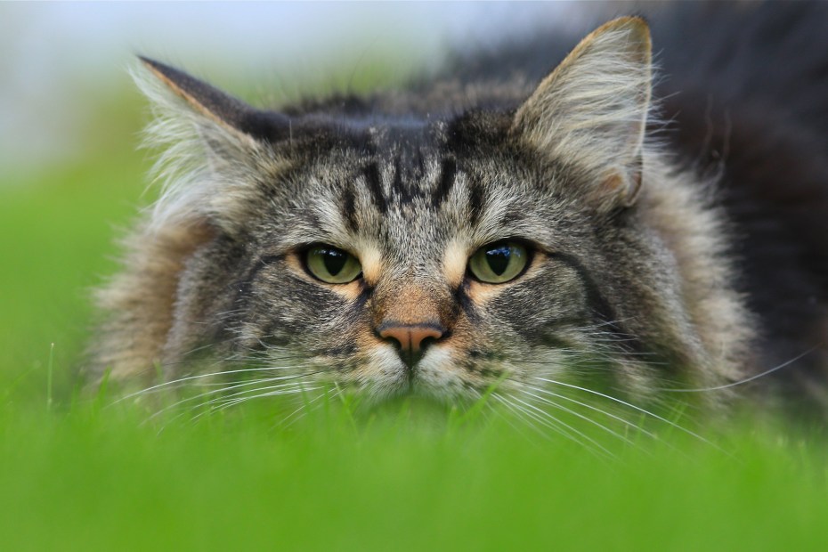 Норвежская Лесная кошка короткошерстная