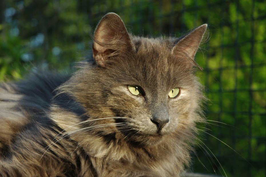 Норвежская Лесная кошка короткошерстная