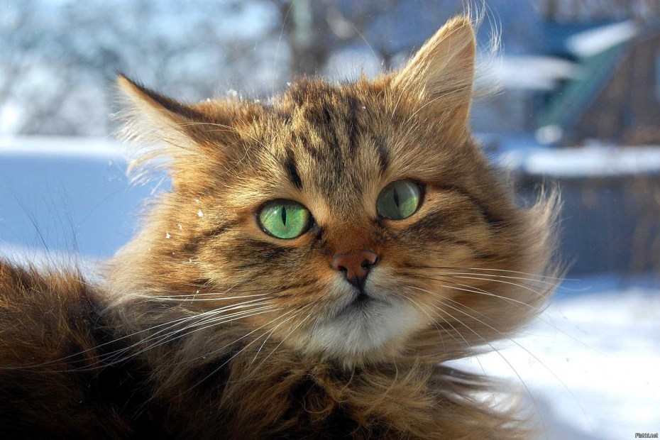 Норвежская Лесная кошка гладкошерстная
