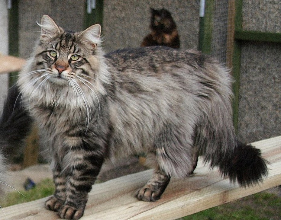 Норвежская Лесная кошка короткошерстная