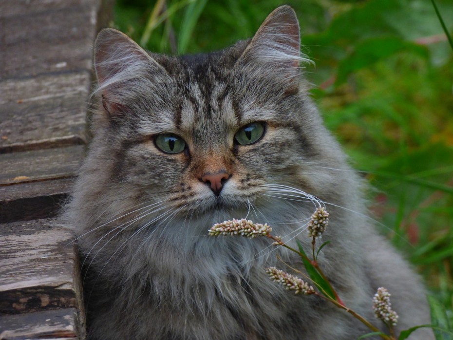 Норвежская кошка серая