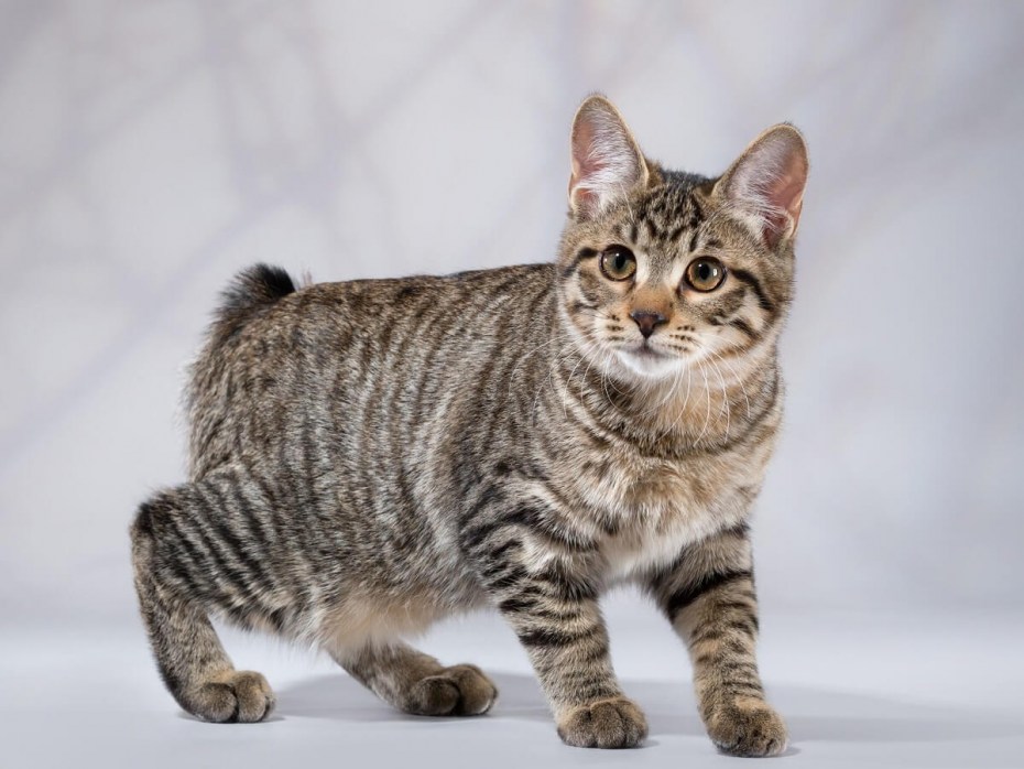 Норвежская длинношерстная Лесная кошка