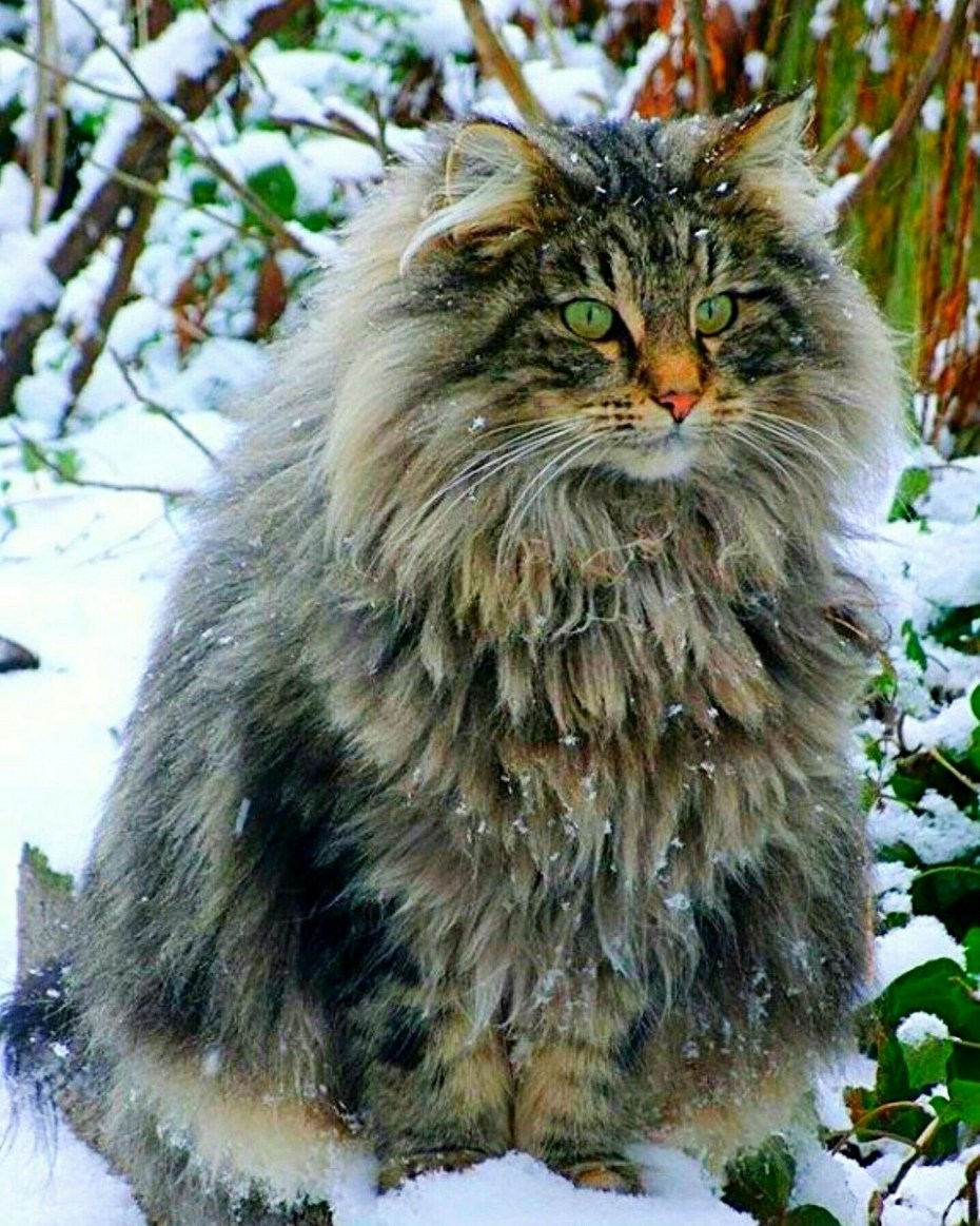 Норвежский Лесной кот