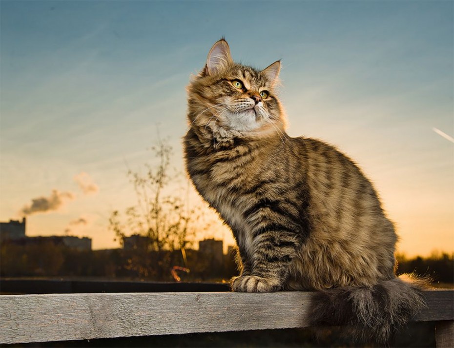 Норвежский Лесной кот