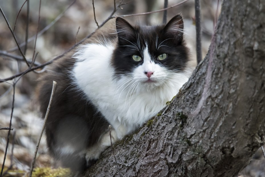 Норвежская Лесная кошка черепаховая