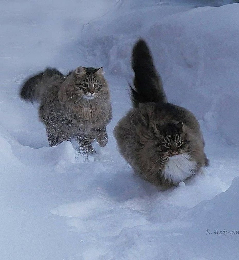 Норвежская Лесная кошка (Скогкэт)