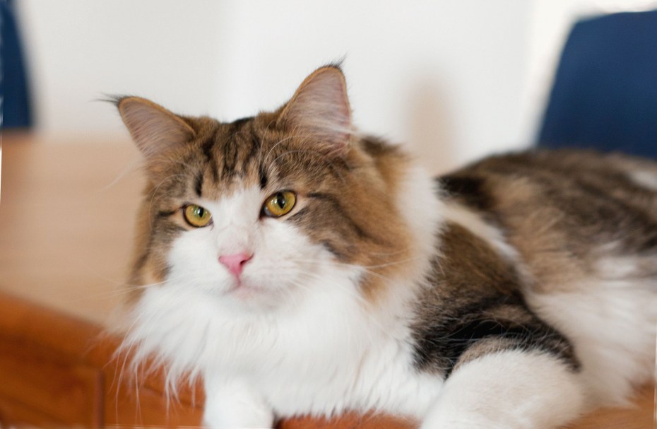 Коты породы Викинги
