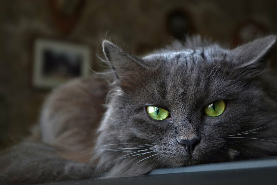 Нибелунг кошка