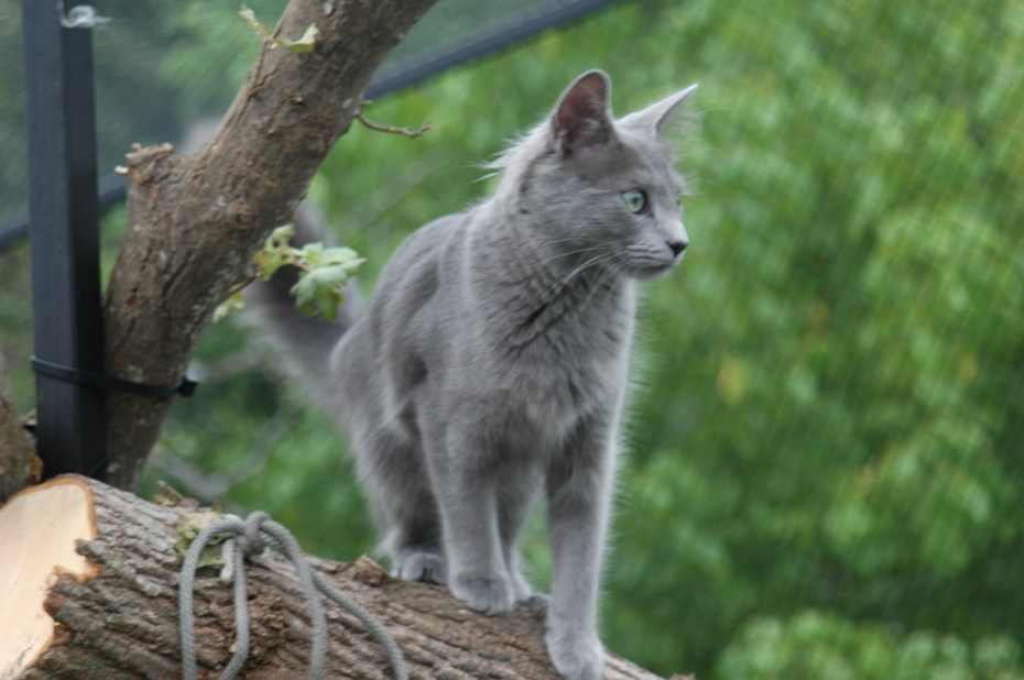 Нибелунг кот Эстетика