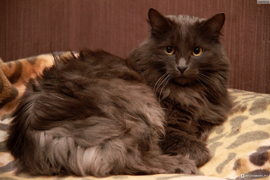 Кот Сибирский Нибелунг