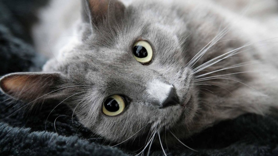 Нибелунг кошка
