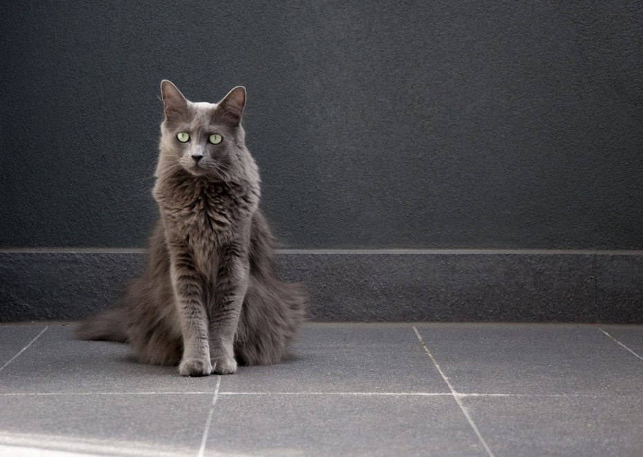 Кот Нибелунг рыжий