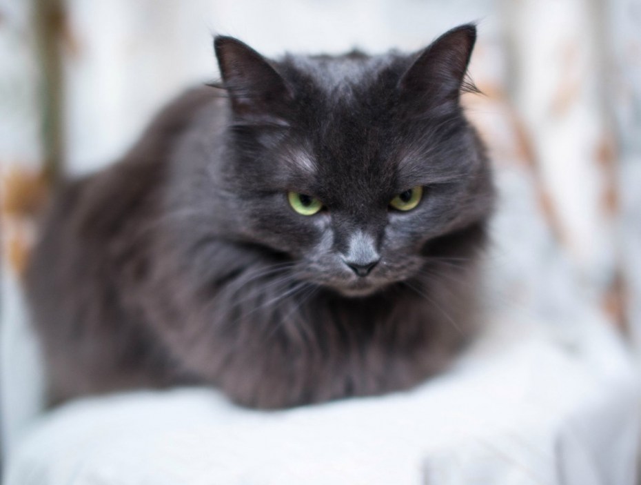 Нибелунг котята 1 месяц