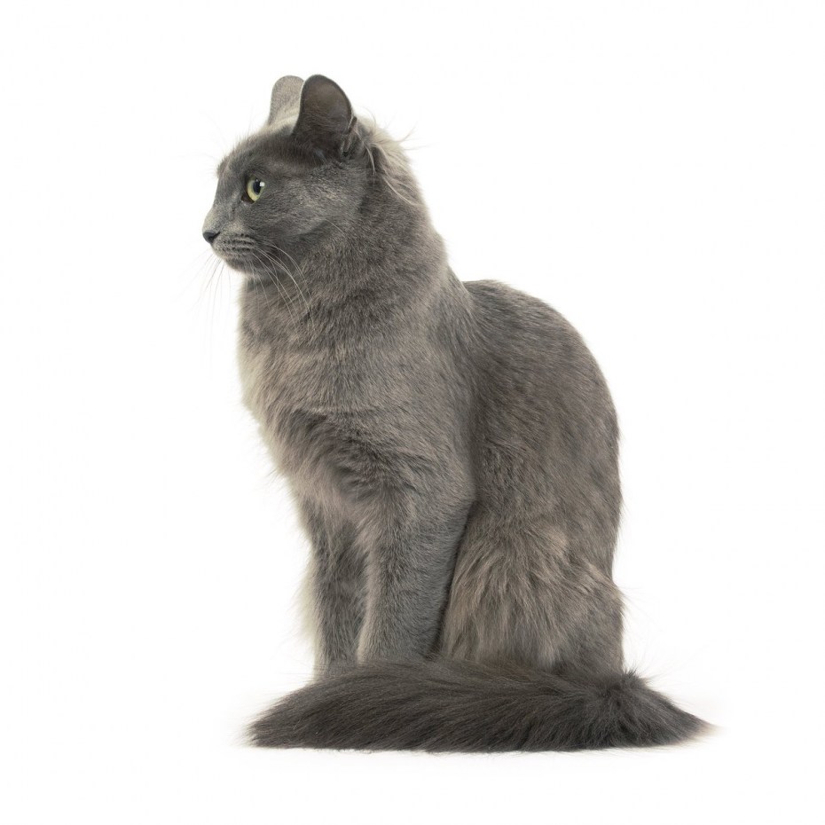Нибелунг кошка