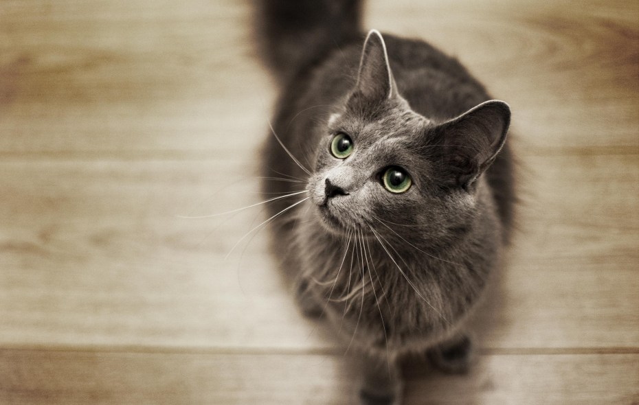 Нибелунг кошка
